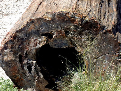 petrified log
